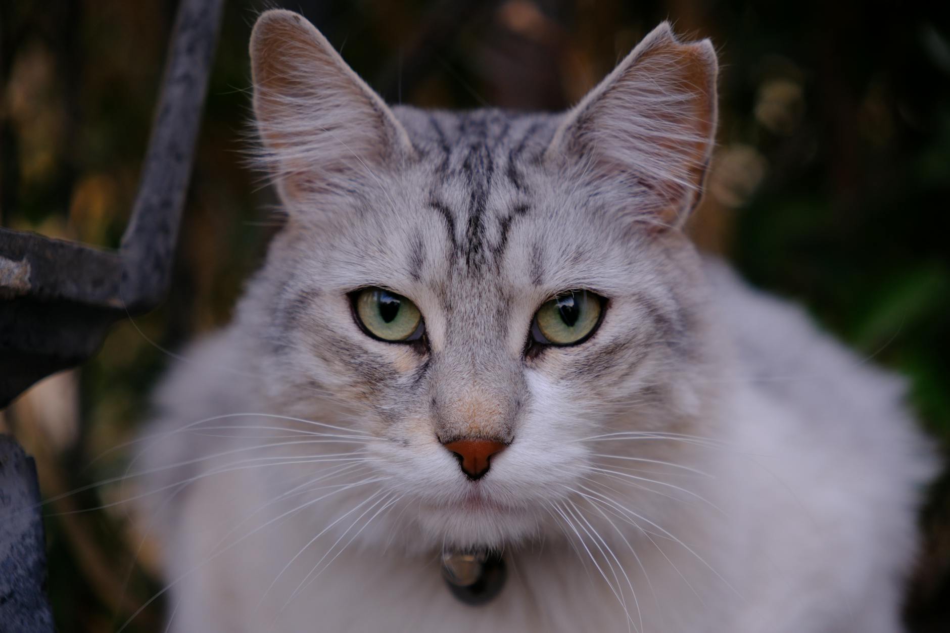 Буся, кошка-инфлюенсер с Котограммы